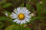 Purplestem aster